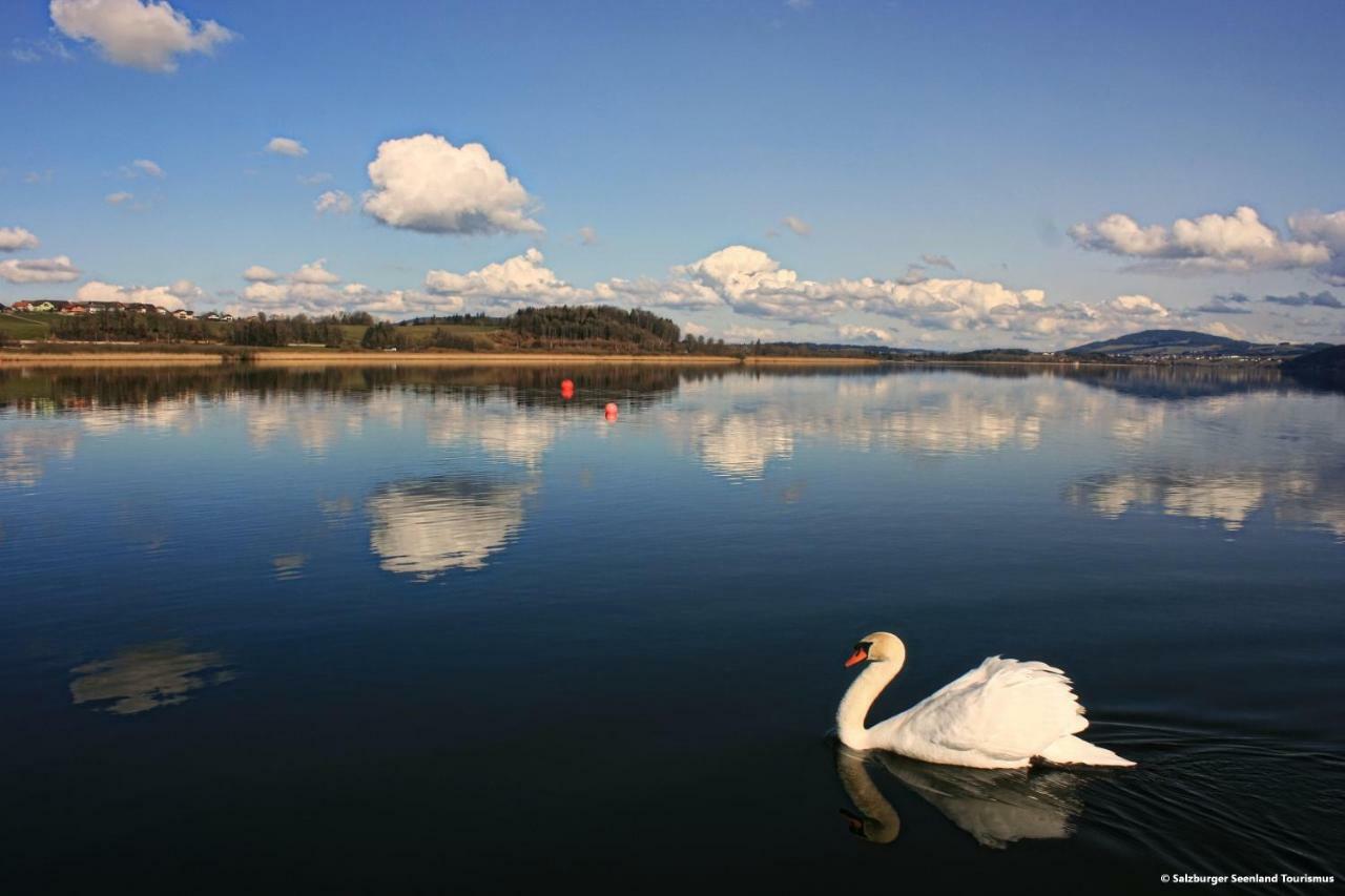 Pp-Camping Wallersee Seekirchen am Wallersee Dış mekan fotoğraf